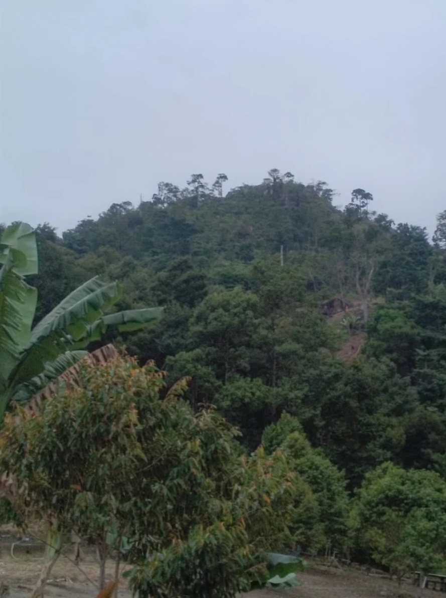 BUKIT PAU